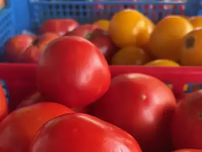 Crates of ripe red and orange tomatoes at a market stall